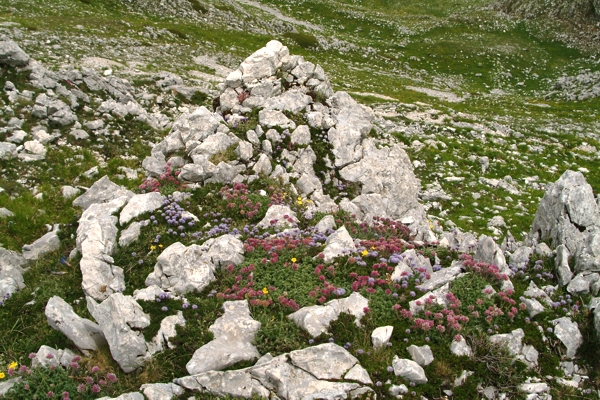 tra le rocce: Anthyllis montana e Globularia meridionalis